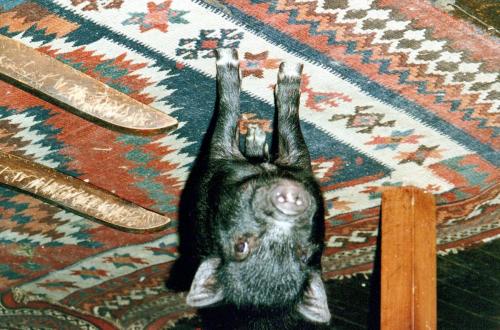 1990s_from David_0032_a