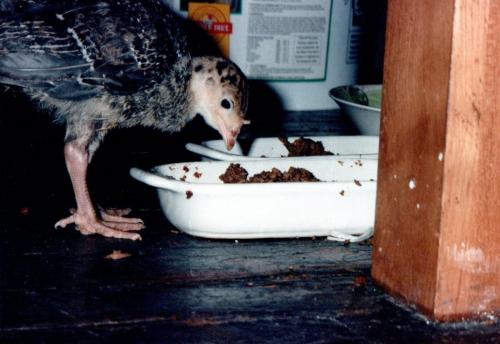 1990s_from David_0039_a