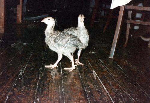 1990s_from David_0041_a