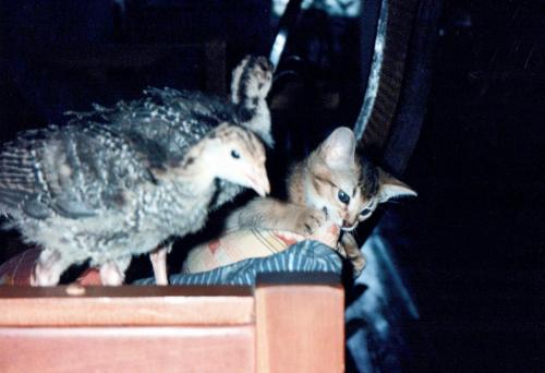 1990s_from David_0043_a